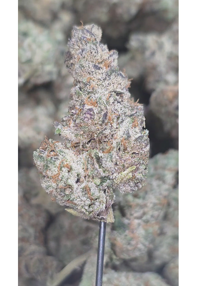Biscotti Mintz 35% THCa Bulk