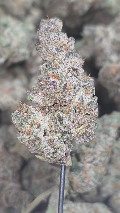 Biscotti Mintz 35% THCa