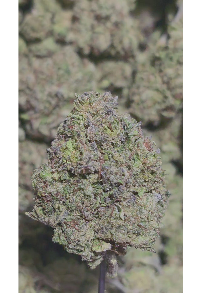 Cereal Milk 33% THCA