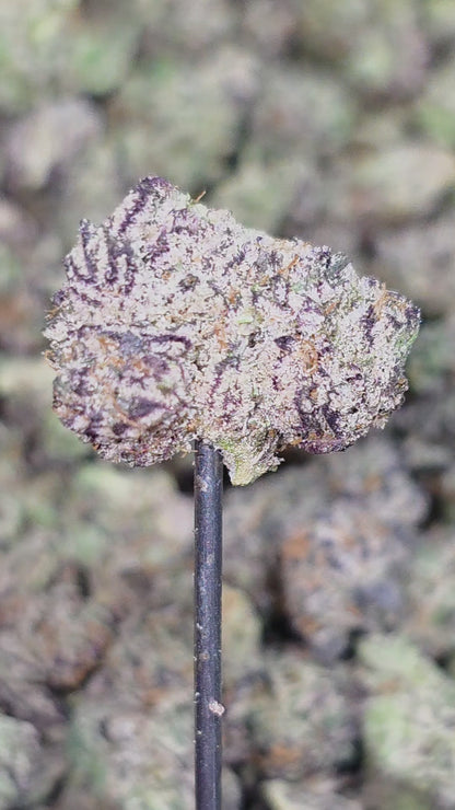 Blue Suede Zkittles 35% Small