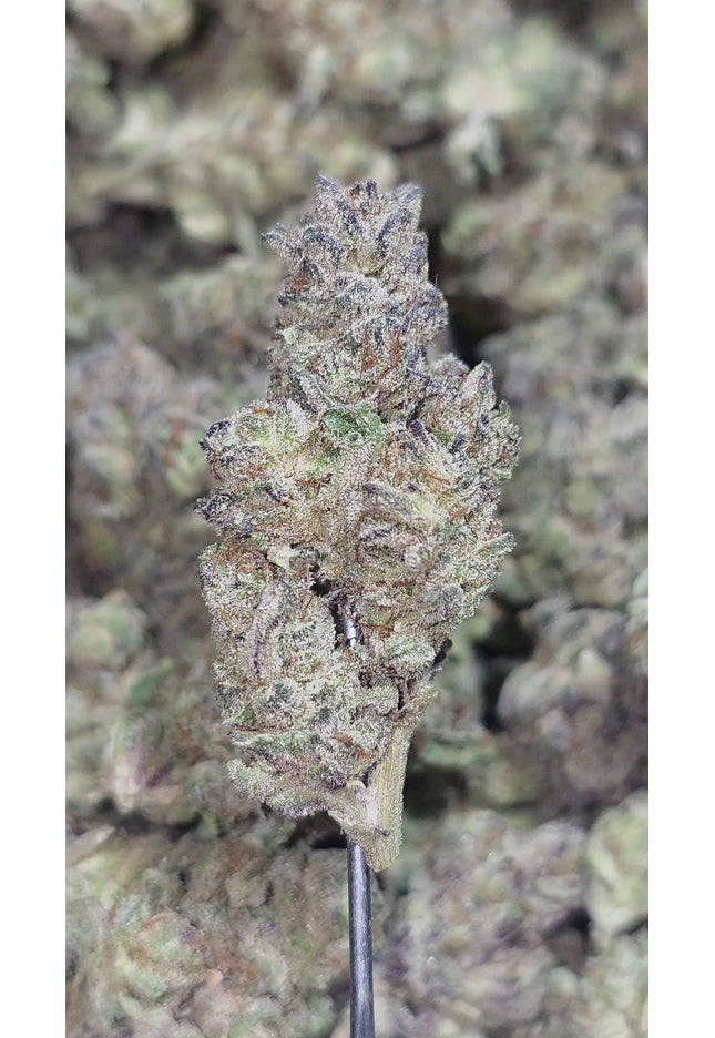 Tropicana 32% Thca  (RARE Strain) Bulk