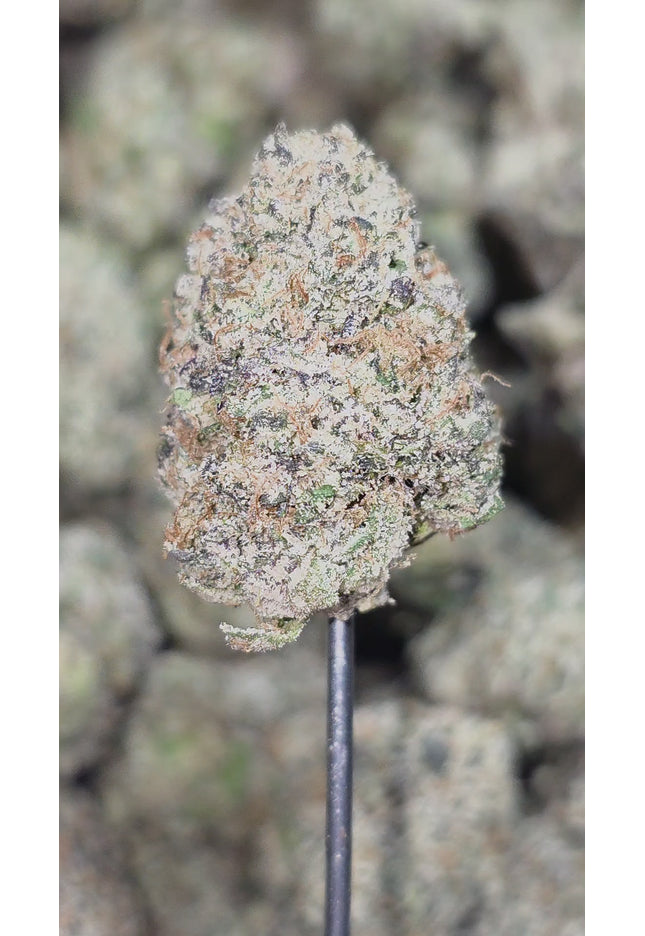 Falcon 9 36% Thca