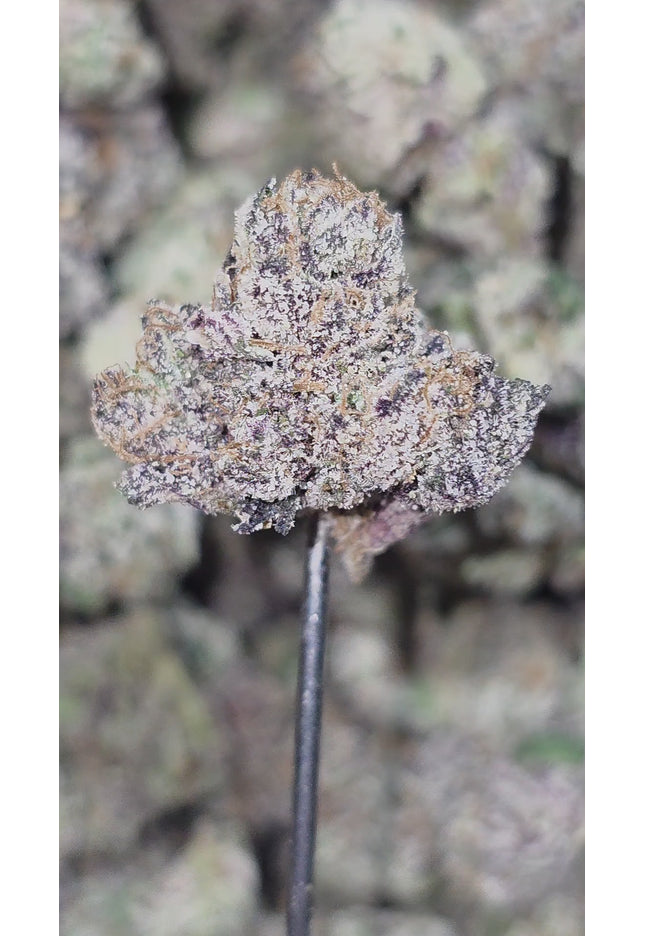 Blueberry Muffin 35% THCA Mediums