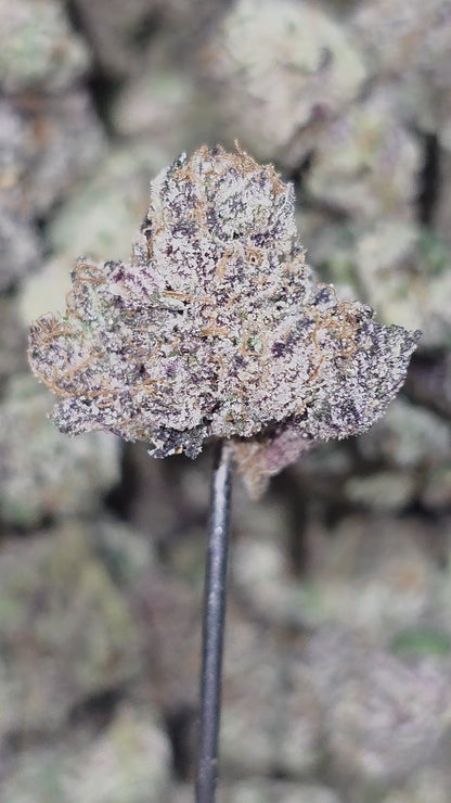 Blueberry Muffin 35% THCA Mediums