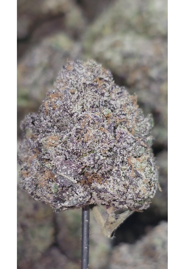 Pipe Dream 35% THCa Bulk