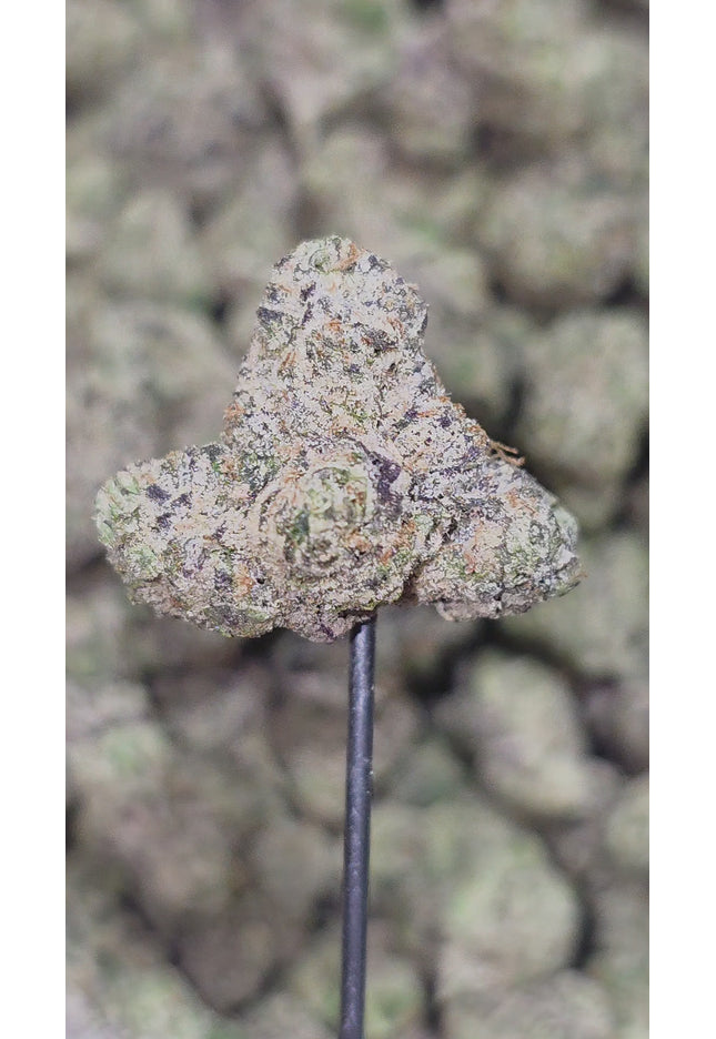 Northern Lights 33% Mediums Bulk