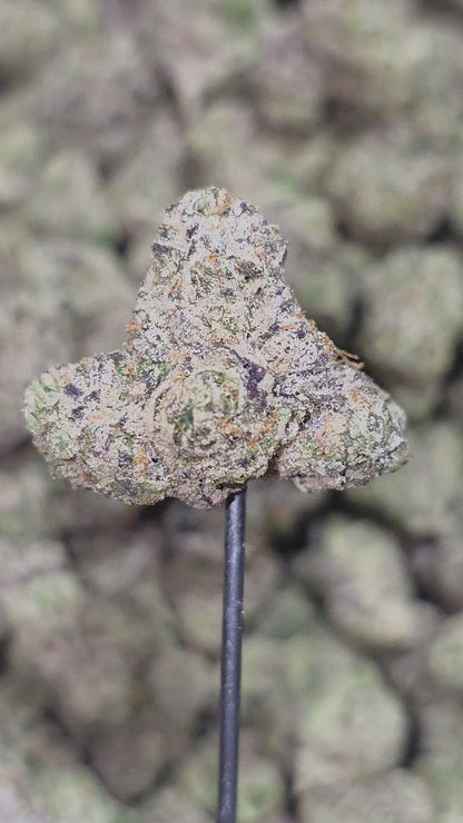 Northern Lights 33% Mediums Bulk