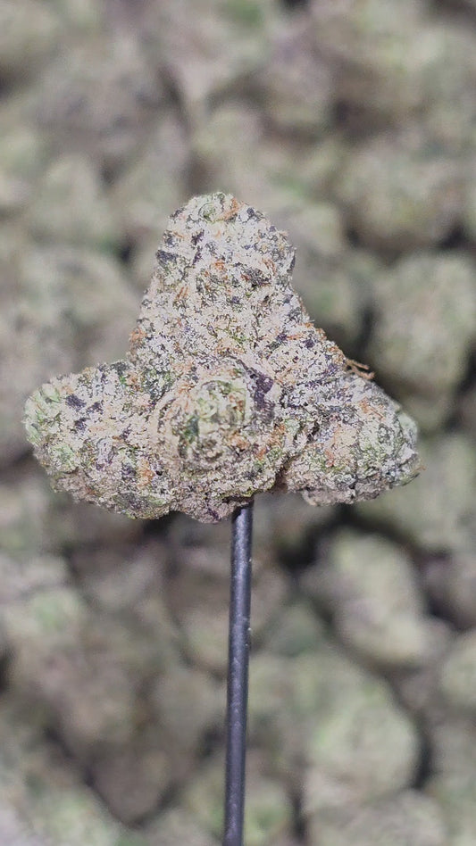 Northern Lights 33% Mediums Bulk