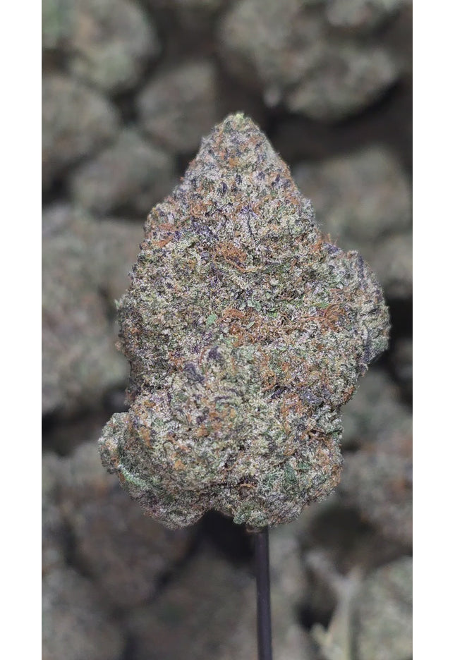 Moby Dick 34% Thca Bulk