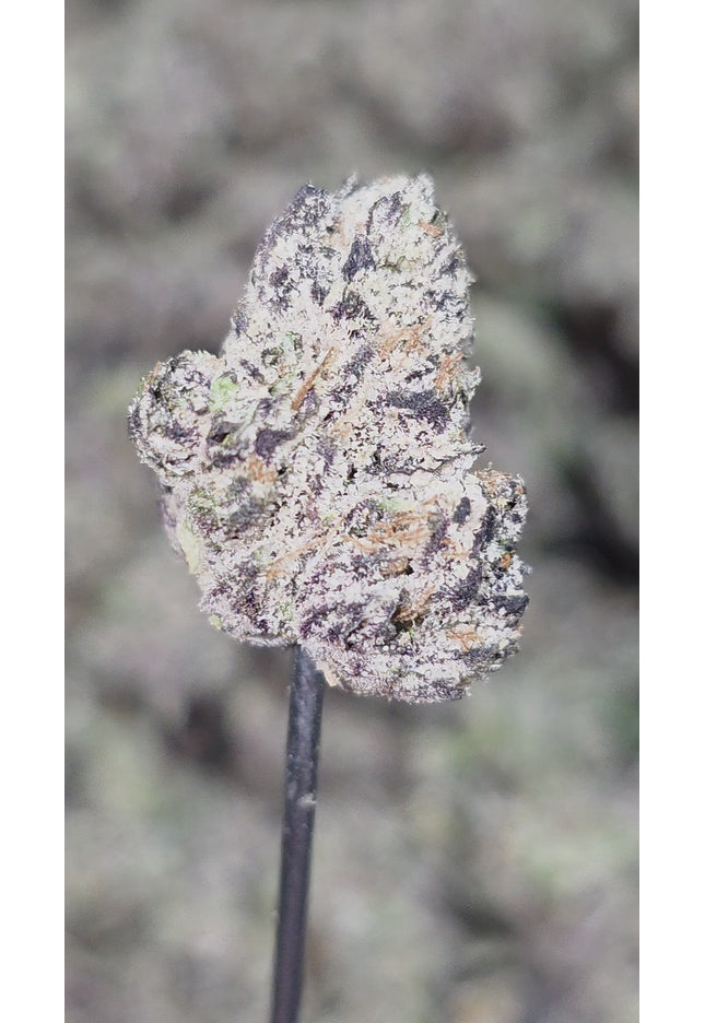 Napalm Nectar Kush OG Mediums/Sm 36% Thca (RARE STRAIN- NEW GROW)