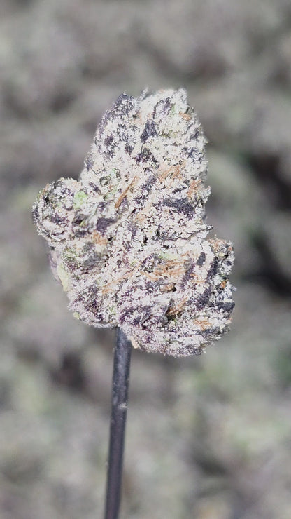 Napalm Nectar Kush OG Mediums/Sm 36% Thca (RARE STRAIN- NEW GROW)