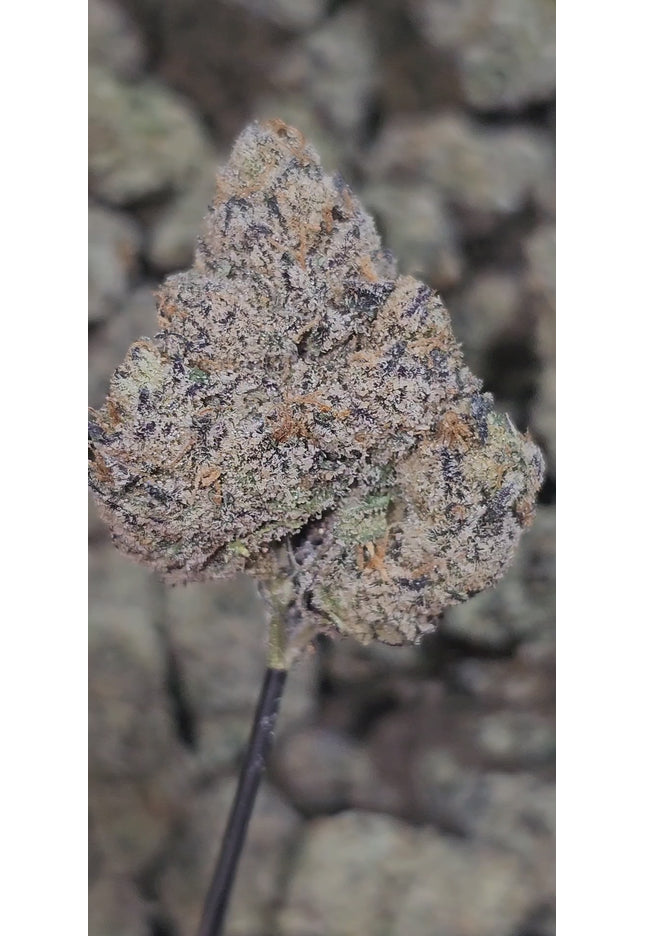 Apples & Oranges 35% Thca (RARE Strain) Bulk