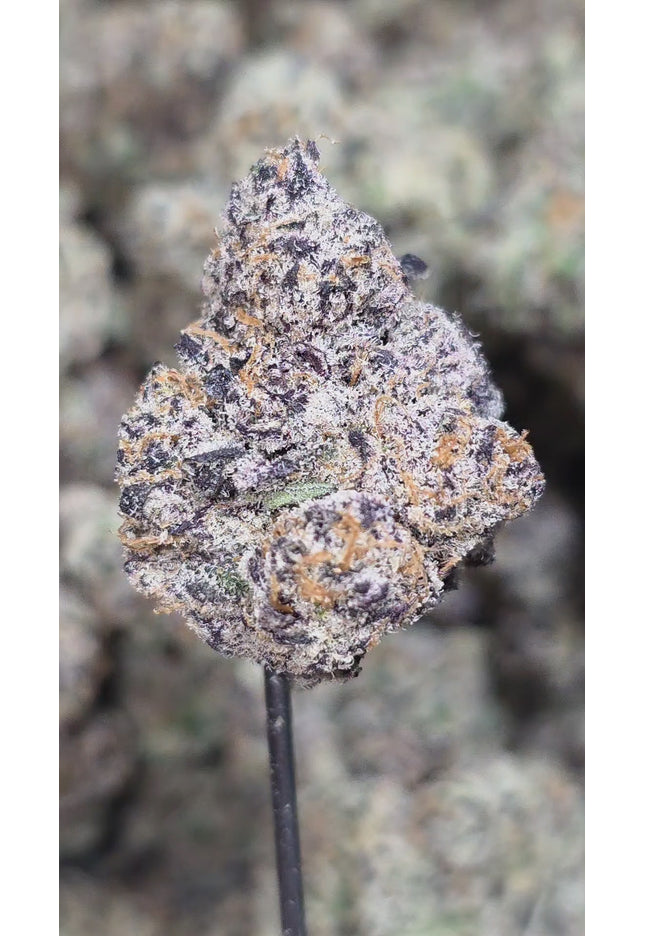 Gobbstopper 36% Thca