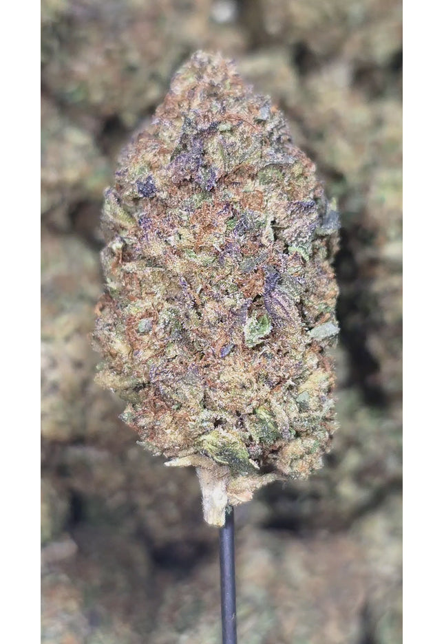 Purple Punch 32% THCa Bulk