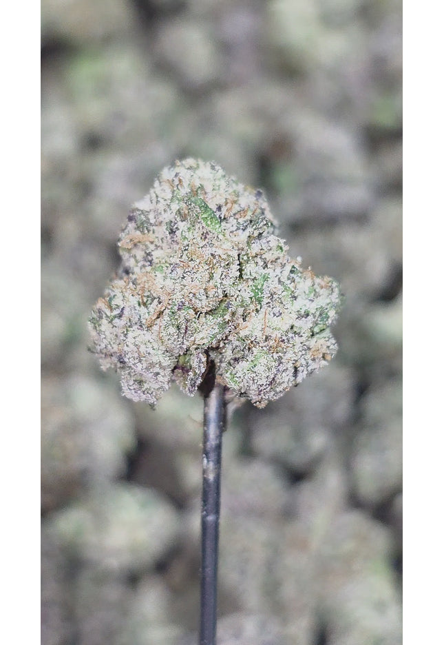 Tropical Punch Med 35% THCa BULK