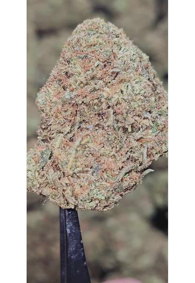 White Widow 31% Thca Bulk