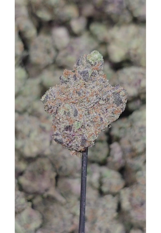 Tropicana 33% Thca Mediums (RARE Strain) Bulk