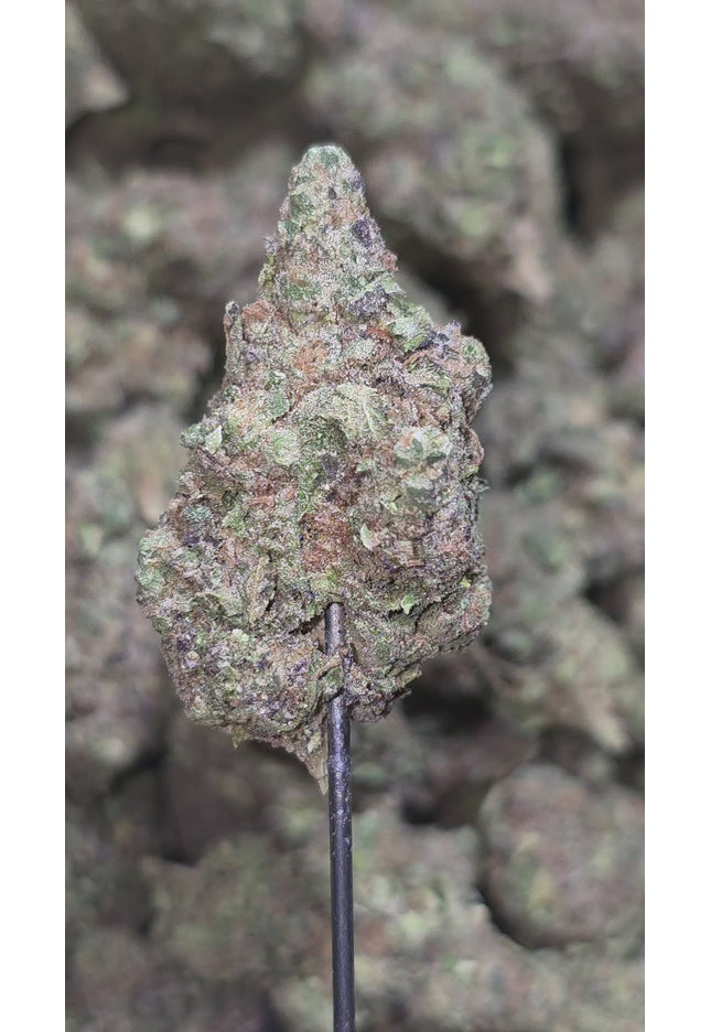 Gelatti Kush Mintz 31% Thca Bulk