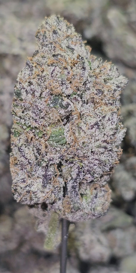 Sour Glue 36 % Thca Bulk