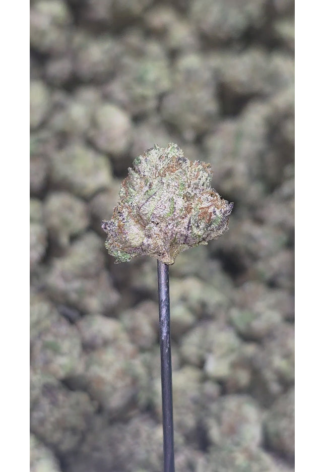 Sugar Cane 36% Small (Different grow) Bulk
