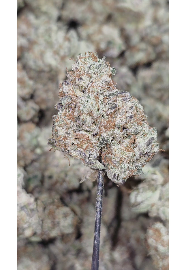 Golden Goat 35% Thca Med/SM Mix