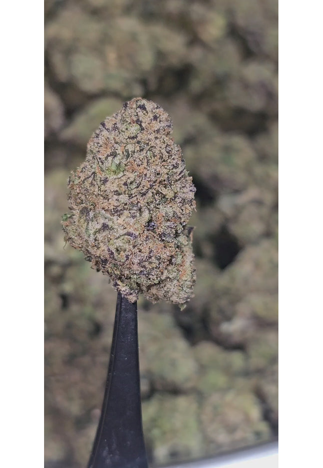 GMO 35% THCA Mediums