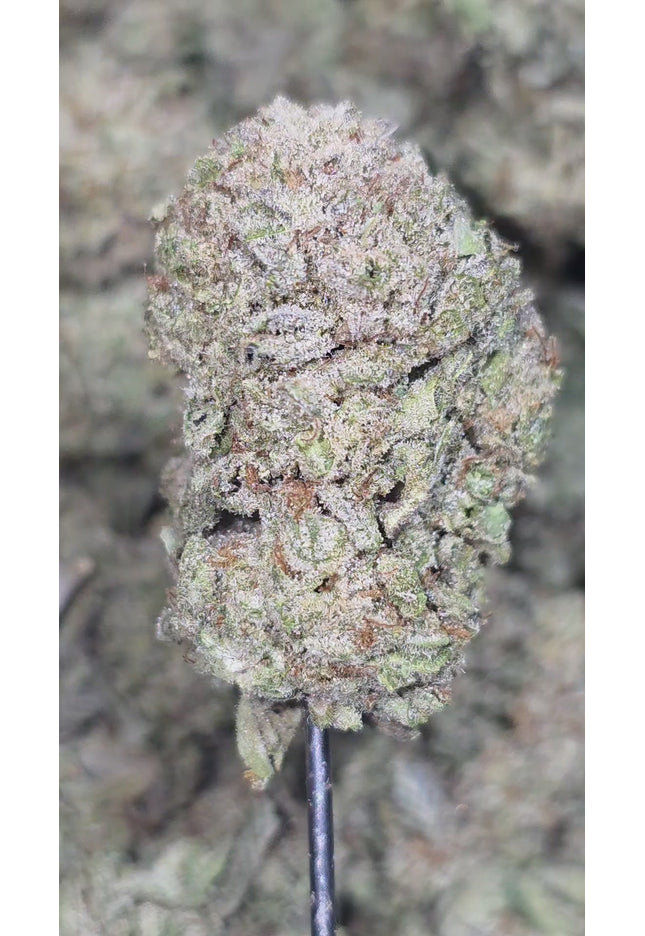 Forbidden Fruit 26.1% Thca