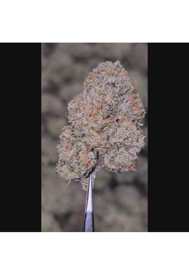 Ice Cream Cake 35% Thca