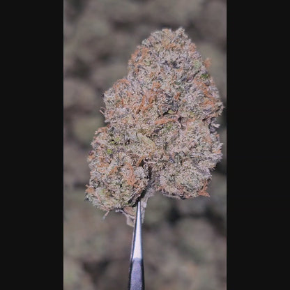 Ice Cream Cake 35% Thca