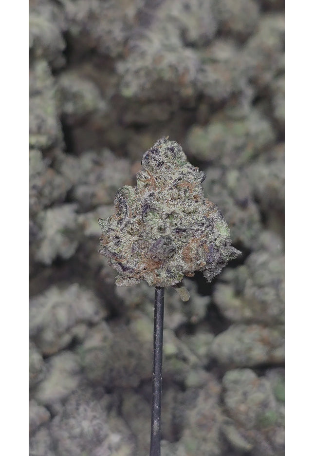 Acapulco Gold Med 36 % Thca Bulk