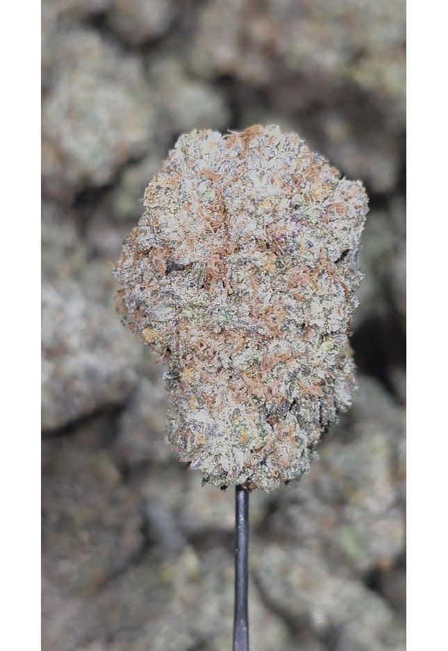 Pink Truffle 35% THCa