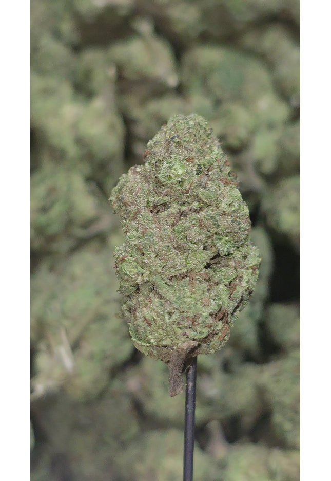 Dr Grinspoon 31% Thca Bulk