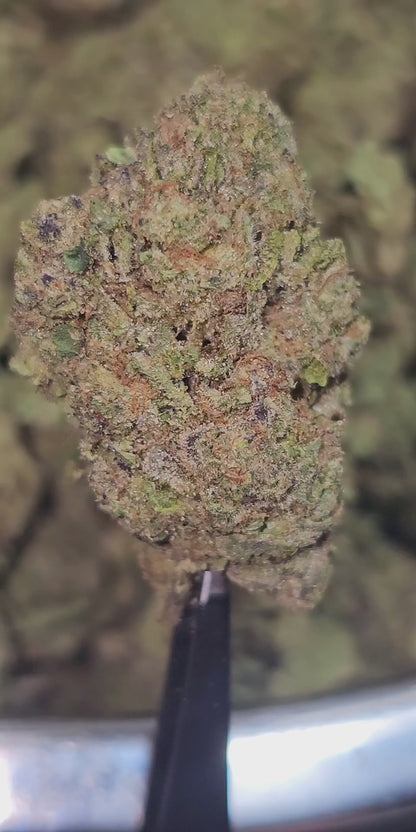 Gelatti Kush Mintz 31% Thca