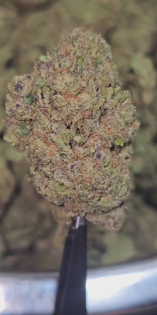 Gelatti Kush Mintz 31% Thca
