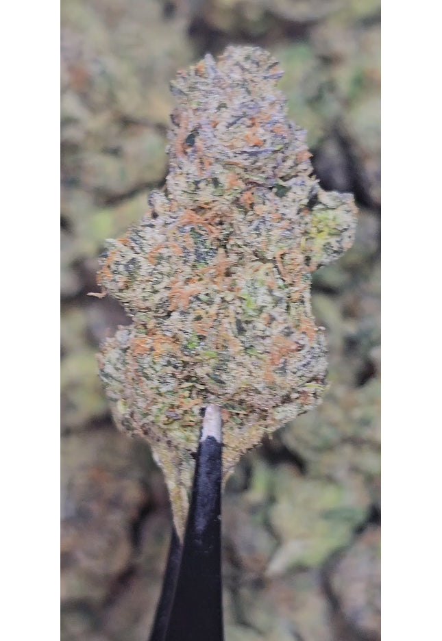 Kilimanjaro 34% THCA