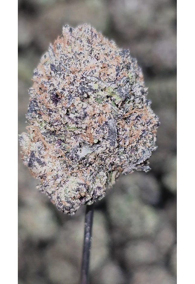 Black Domina 35% THCA Bulk