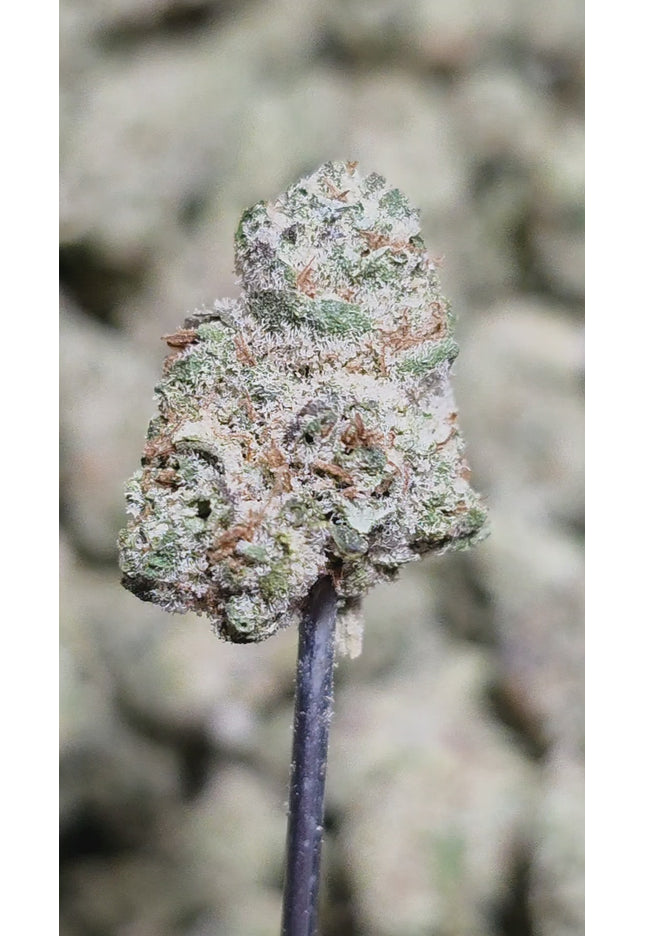 Devil Fruit 34% Bulk Smalls