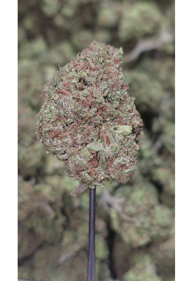 Blueberry Muffin 35% THCA Bulk