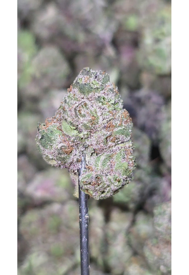 Lava Cake M 34% Thca BULK