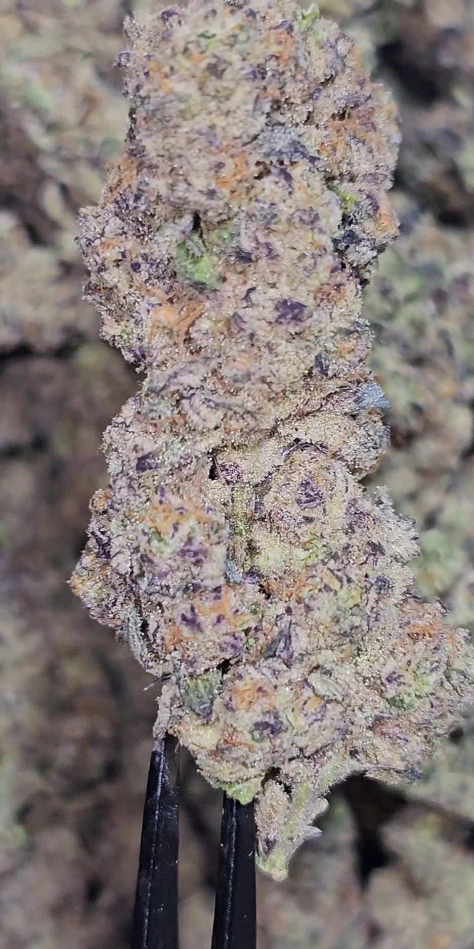 Sour Joker 36%  Thca