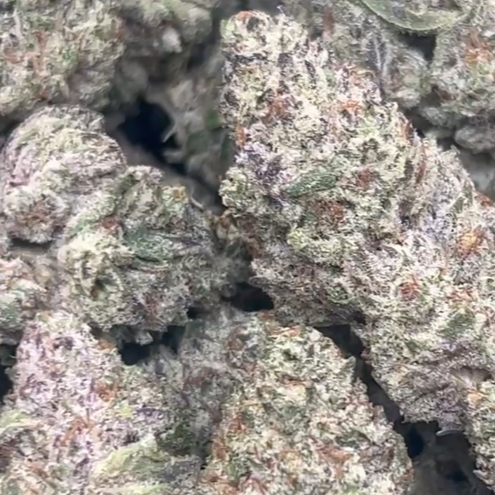 Wholesale bulk pricing indoor flower