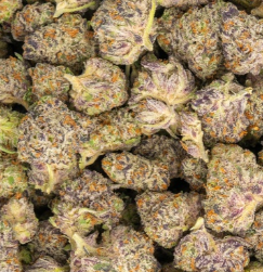 White Truffle 31% THCa Mediums