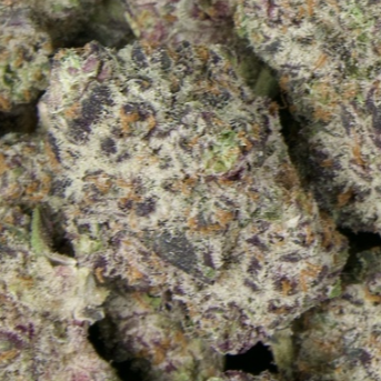 White Truffle 31% THCa Large